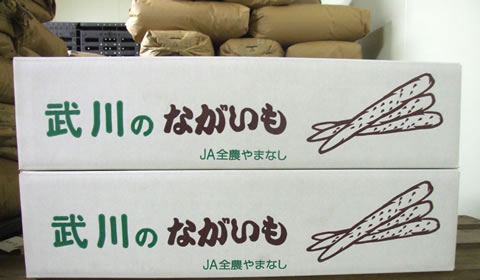 武川町産ながいも（10kg）___Ａ等級